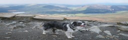 Border Collie dogs for stud: *proven* health tested working merle border collie in Leeds - Advert 4