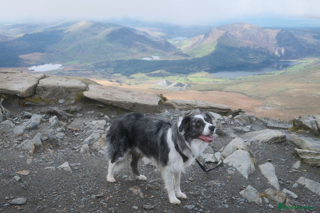 Border Collie dogs for stud: *proven* health tested working merle border collie in Leeds - Advert 4