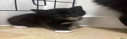 Domestic Shorthair cats for sale: Adorable kittens for sale in Newhaven - Advert 3