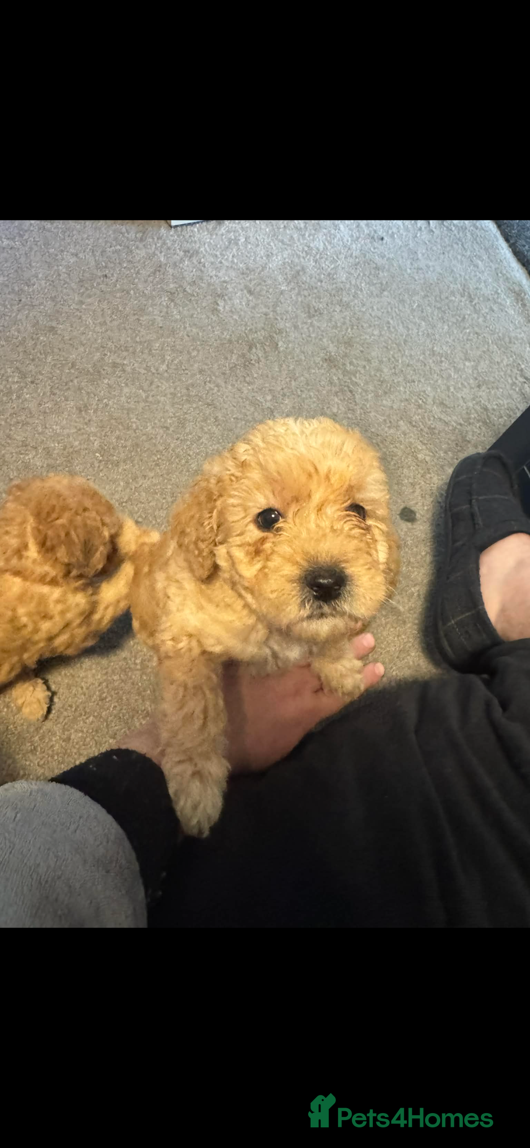 Australian Labradoodle dogs for sale: Fib Labradoodle puppies - Advert 5
