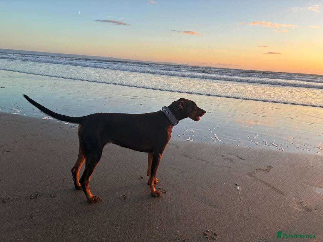 Dobermann dogs for sale: Doberman - Image 10