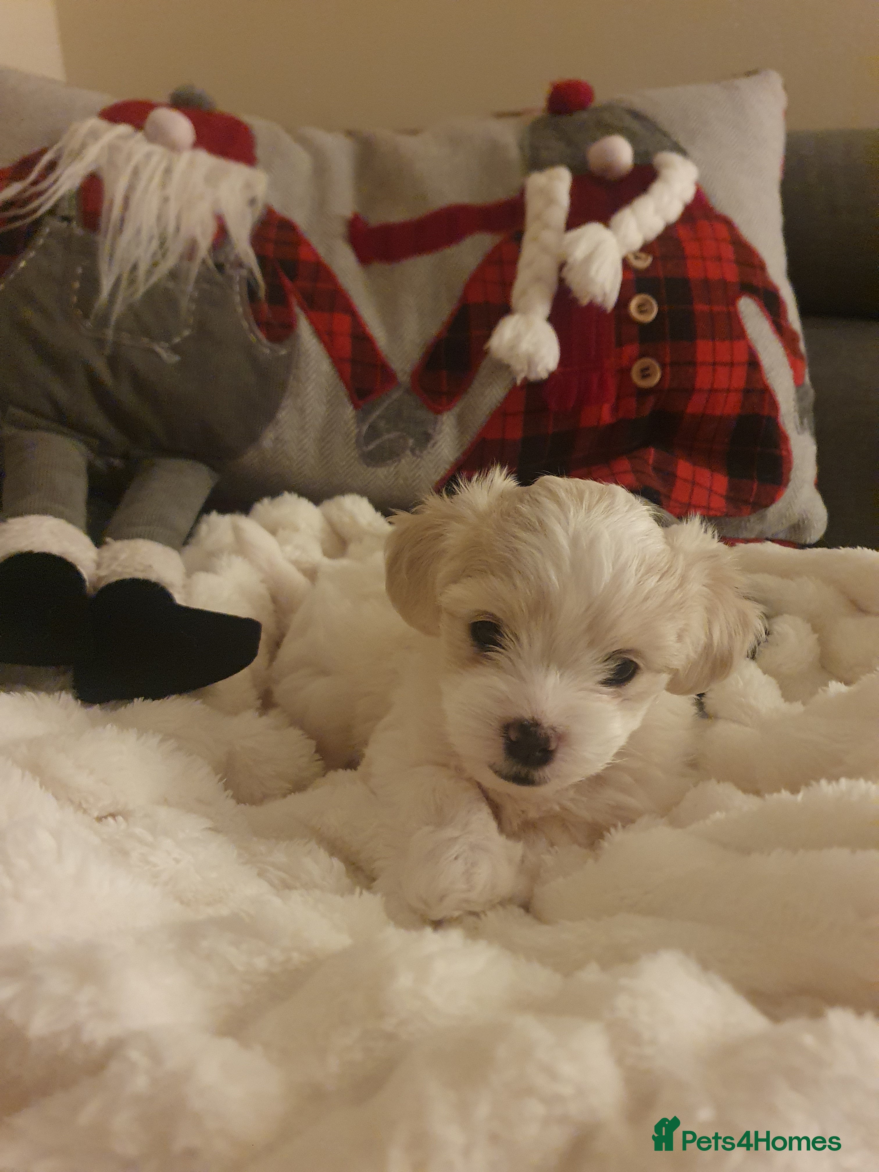 Mixed Breed birds  Adorable Maltese Girl Looking for a Loving Family - Advert 2