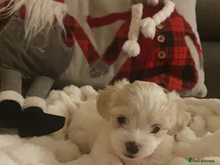 Mixed Breed birds Adorable Maltese Girl Looking for a Loving Family - Advert 2