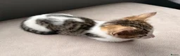 Mixed Breed cats for sale: Four beautiful kittens ready for forever home in Southampton - Advert 4