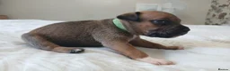 Staffordshire Bull Terrier dogs for sale: 6 beauitful pups looking for there 5 star homes  - Advert 9