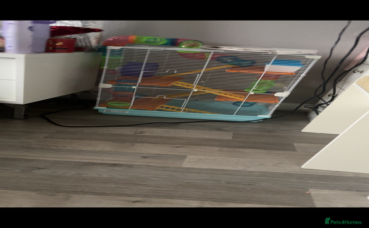 Hamster rodents - Advert 1