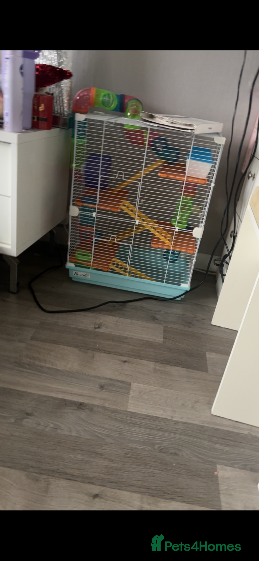Hamster rodents for sale: Robovski Dwarf Hamster  - Image 1