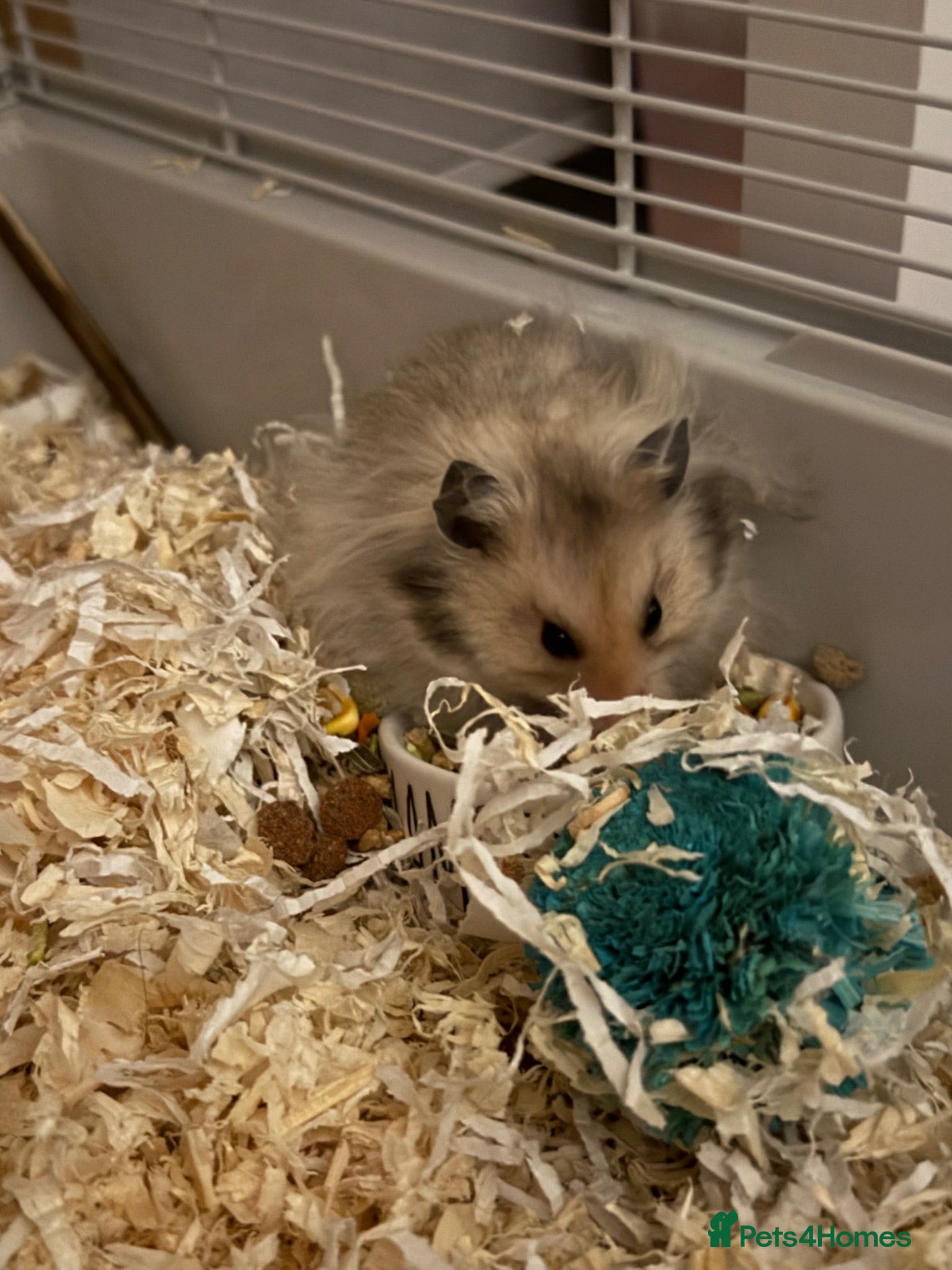 Hamster rodents Long haired Syrian hamster - Advert 1