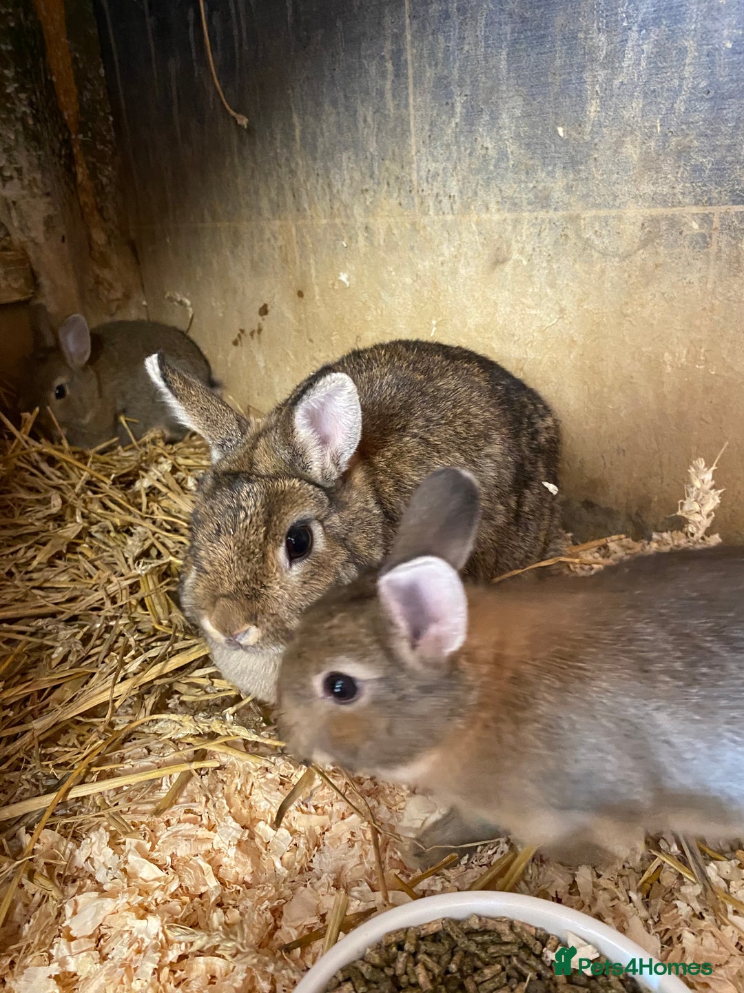 English Lop rabbits for sale: Beautiful Netherland dwarf babies for sale  - Image 4