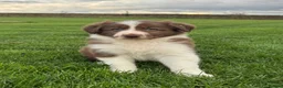 Border Collie dogs for sale: Gorgeous Litter of border collie puppy’s  - Advert 19
