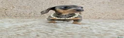 Miniature Dachshund dogs for sale: KC Registered Miniature Dachshund Puppies  - Advert 9