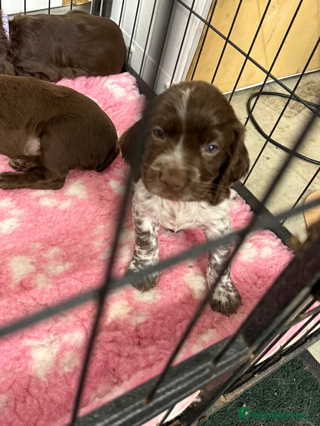 Cocker Spaniel dogs for sale: Working cocker spainel Puppys Ready to leave  - Image 9
