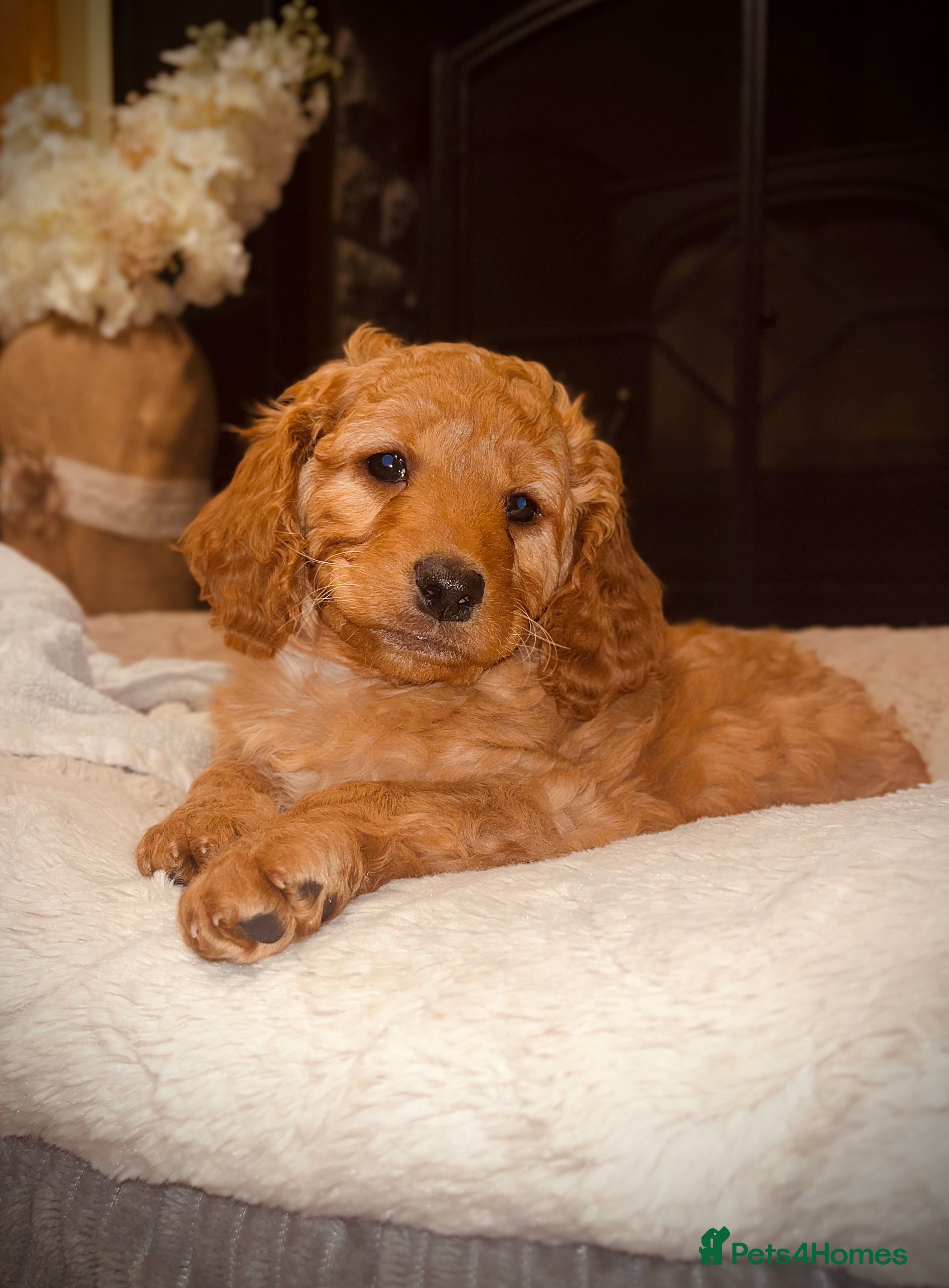 Cockapoo dogs Cockapoo Puppy for Sale in Aberdare - Advert 1