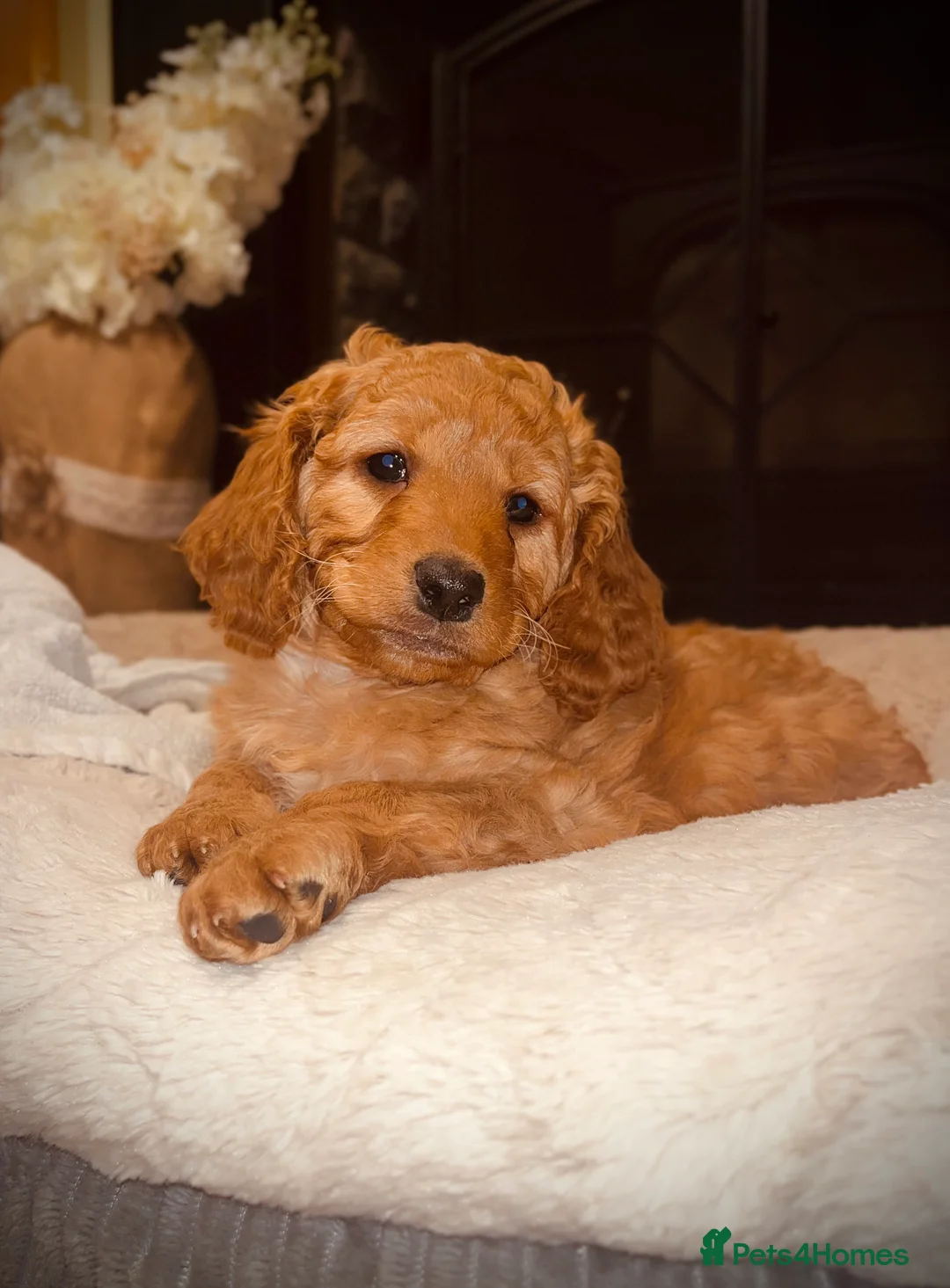Cockapoo dogs for sale: Cockapoo Puppies for Sale - Advert 1
