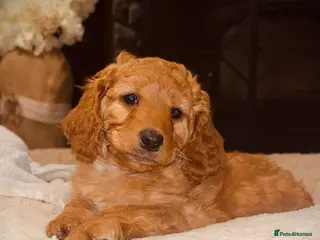 Cockapoo dogs Cockapoo Puppy for Sale in Aberdare - Advert 1