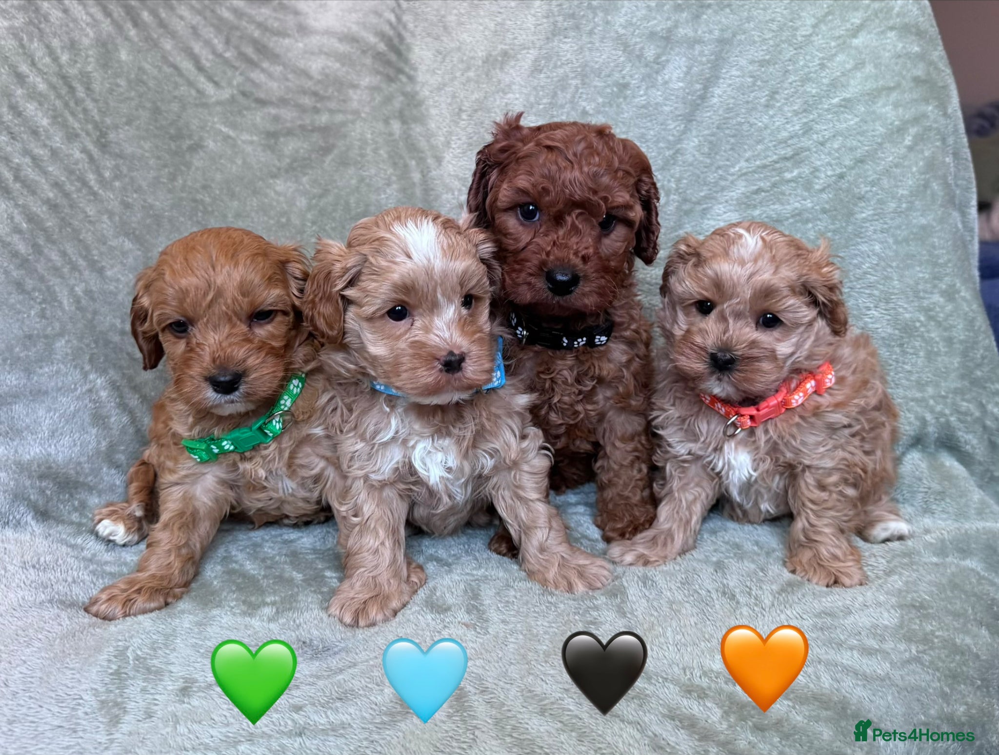 Cavapoo dogs Stunning Fully-Health-Tested F2 Cavapoo Puppies❤️ - Advert 6