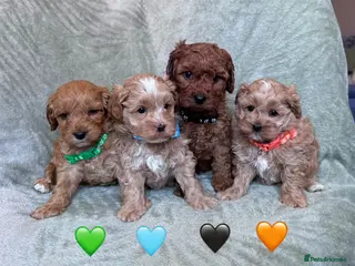 Cavapoo dogs Stunning Fully-Health-Tested F2 Cavapoo Puppies❤️ - Advert 18