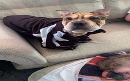 Mixed Breed dogs for sale: Charlie (girl) - Advert 5