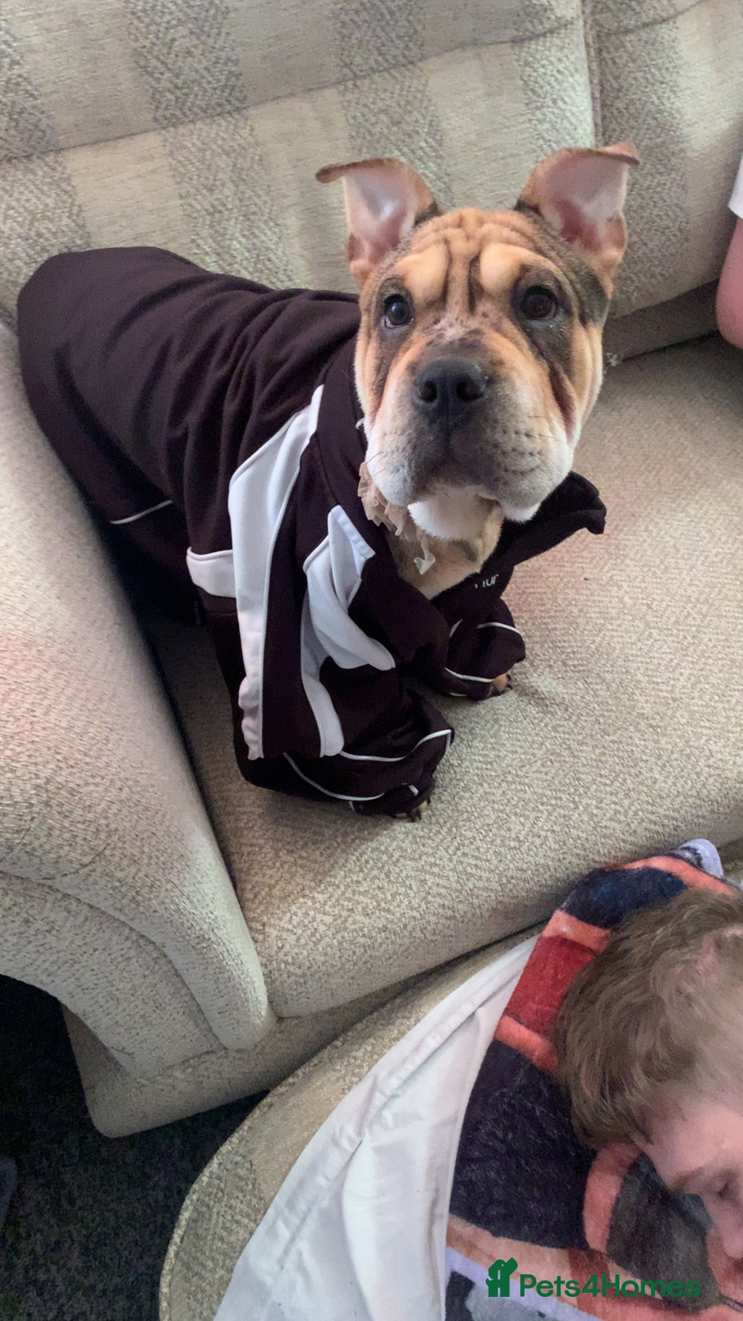 Mixed Breed dogs for sale: Charlie (girl) - Advert 5