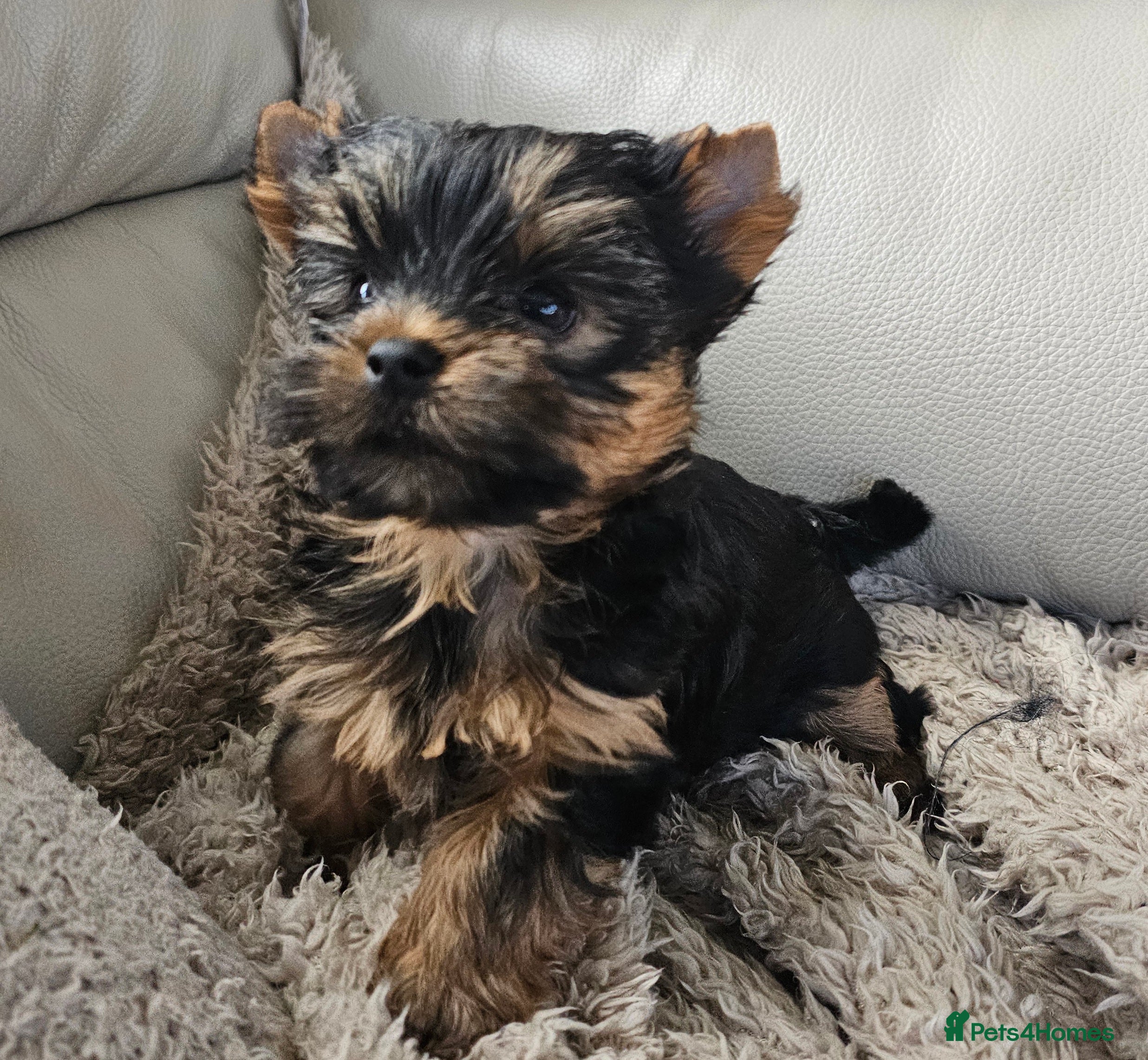 Yorkshire Terrier dogs Beautiful Quality Yorkshire Terrier Litter  - Advert 11