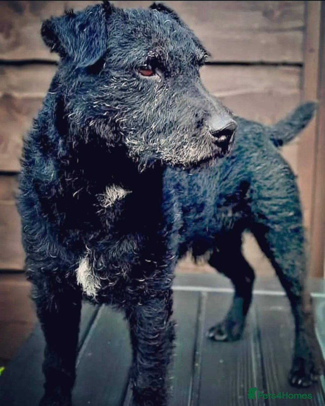 Patterdale Terrier dogs Patterdale terrier dog - Advert 1