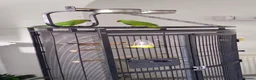 Parrots birds for sale: Indian Ringneck parrots in Keighley - Advert 4