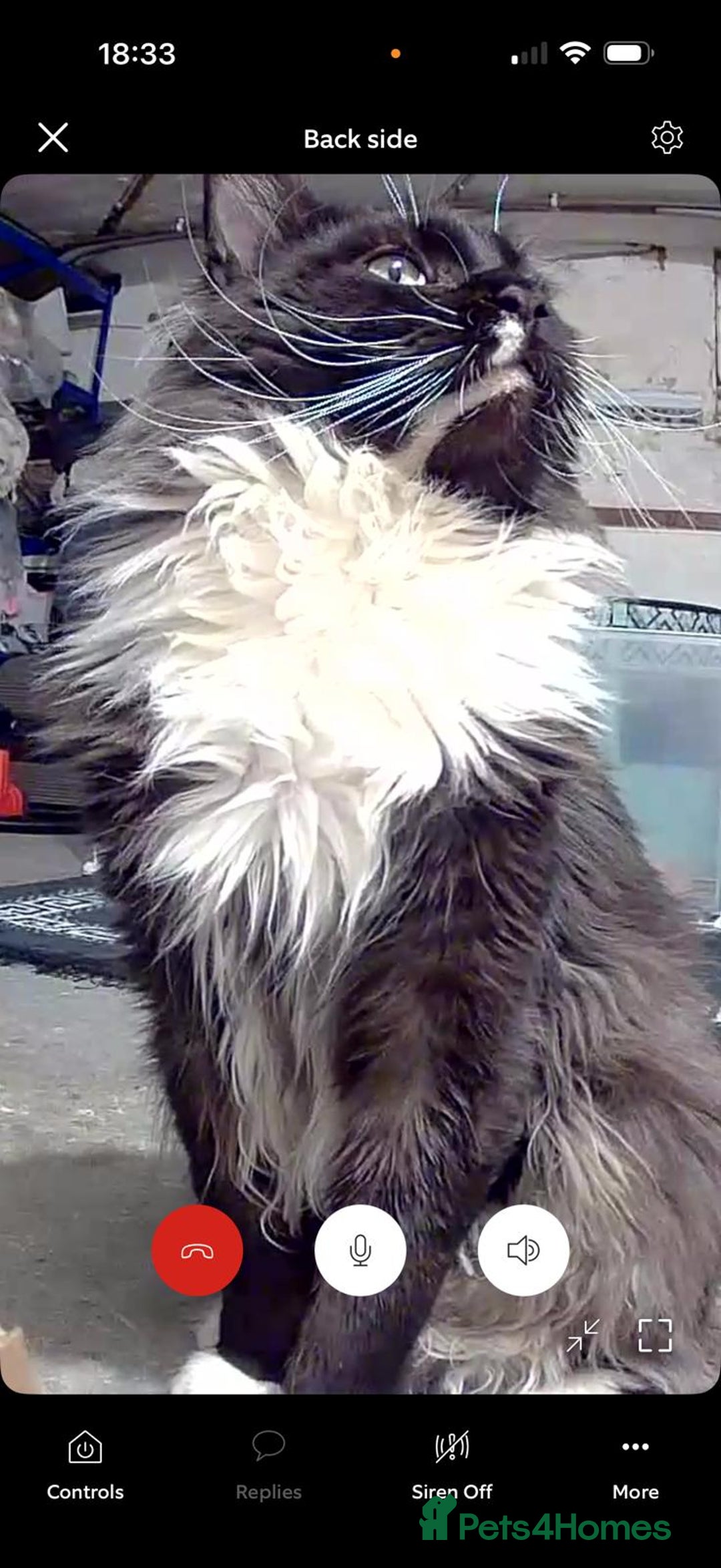 Maine Coon cats for sale: Mainecoon/ragdoll  - Advert 7