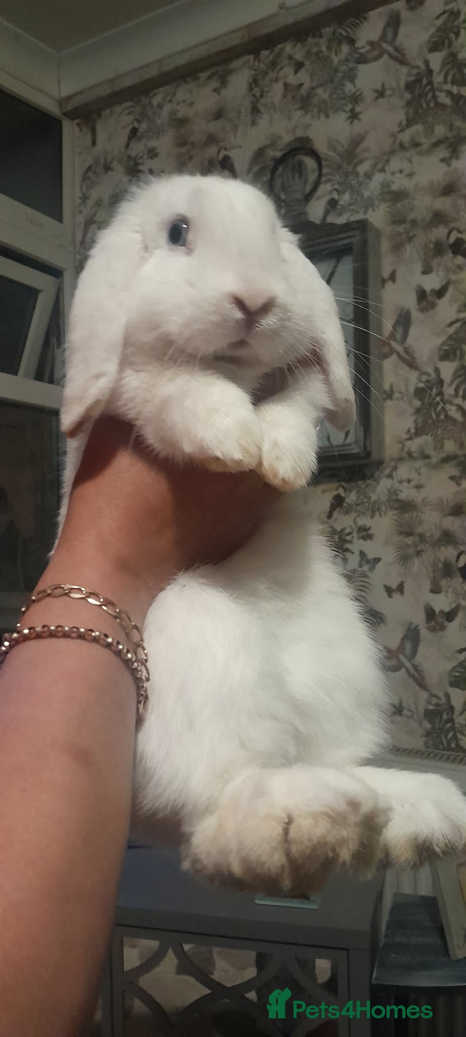 Mini Lop rabbits 6 month old female Mini Lop  - Advert 8