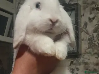 Mini Lop rabbits 6 month old female Mini Lop - Advert 9