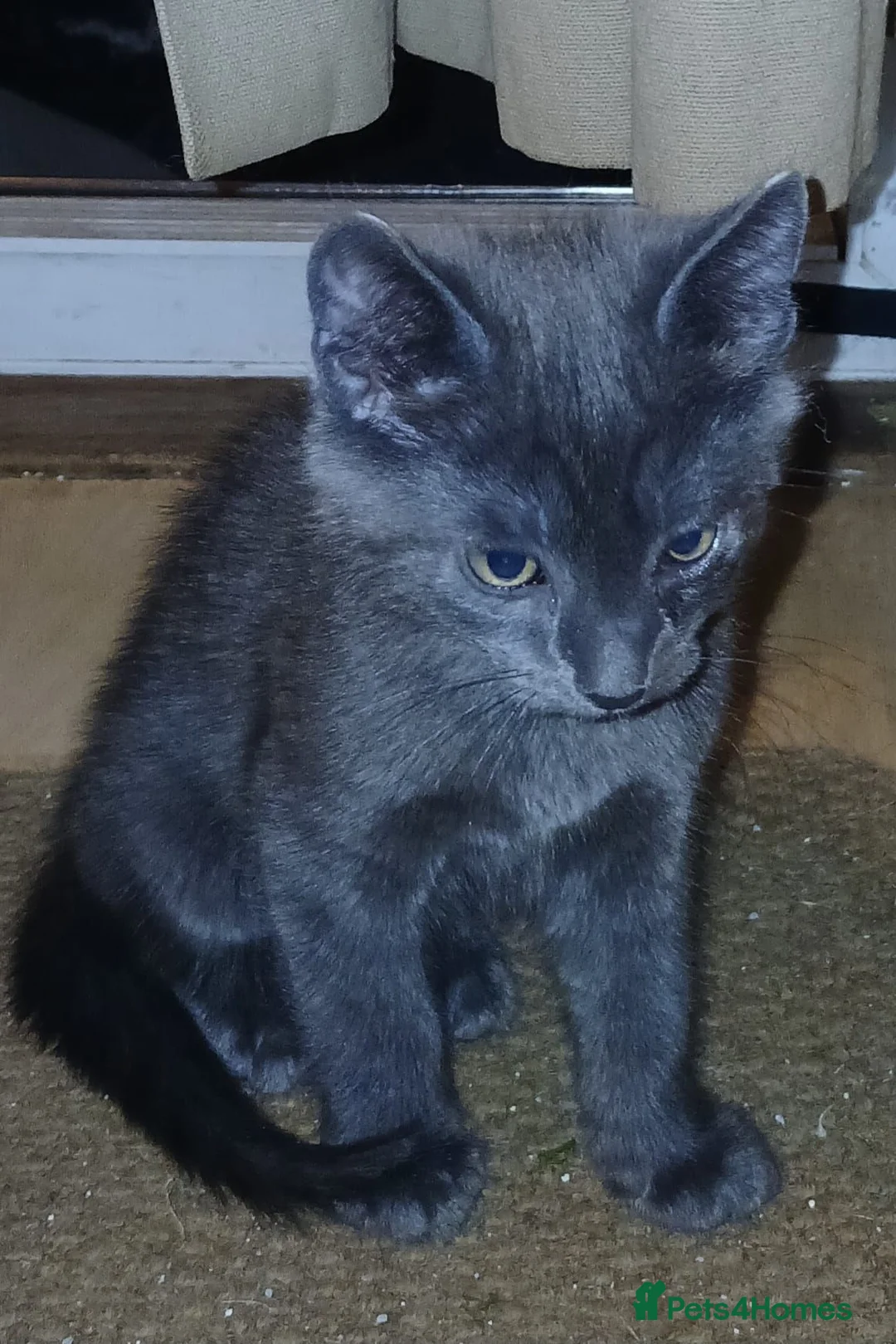 Mixed Breed cats for sale: Sweet kittens looking for a good home in Slough - Advert 2