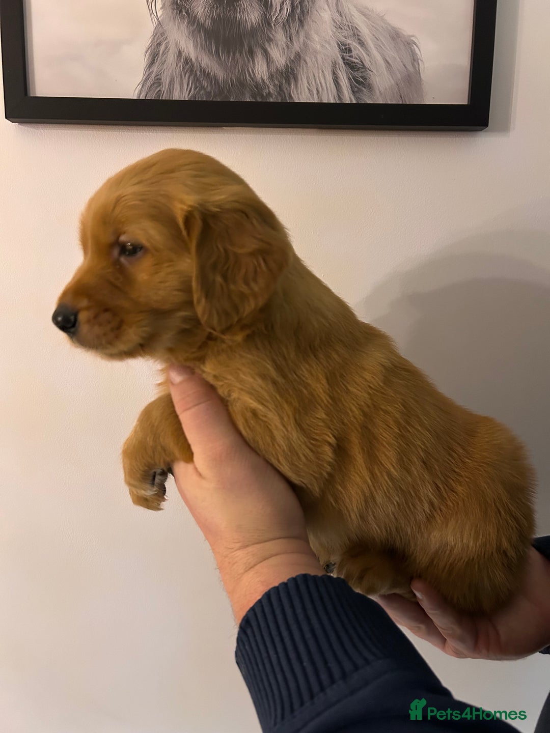 Golden Retriever dogs for sale: Dark Working Golden Retriever puppies - Advert 19