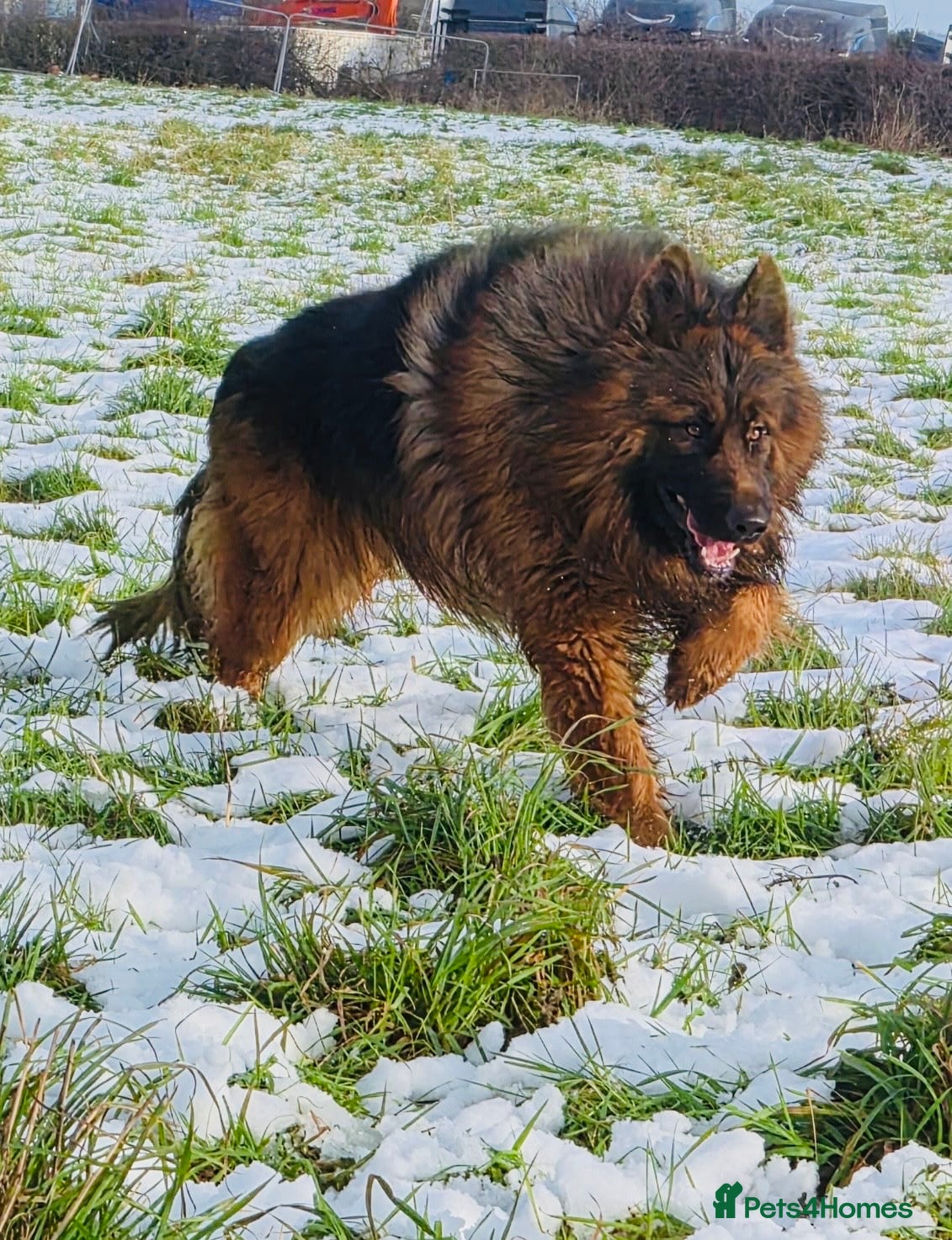 German Shepherd dogs Bear🤩kc reg proven long haired health tested stud - Advert 13