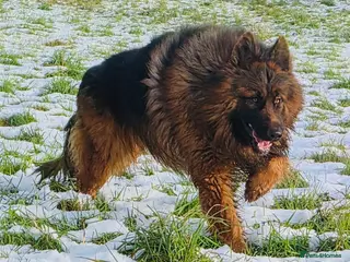 German Shepherd dogs Bear🤩kc reg proven long haired health tested stud - Advert 13