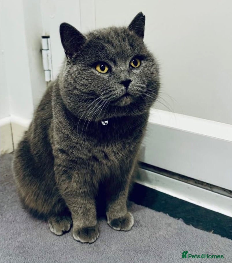 British Shorthair cats Scottish fold  - Advert 1