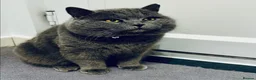 British Shorthair cats for sale: Scottish fold  in Reading - Advert 1