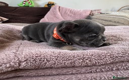 French Bulldog dogs for sale: Beautiful French Bulldog pups 5 girls 1 boy - Image 7