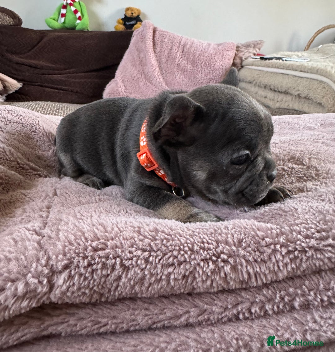 French Bulldog dogs for sale: Beautiful French Bulldog pups 5 girls 1 boy - Image 7