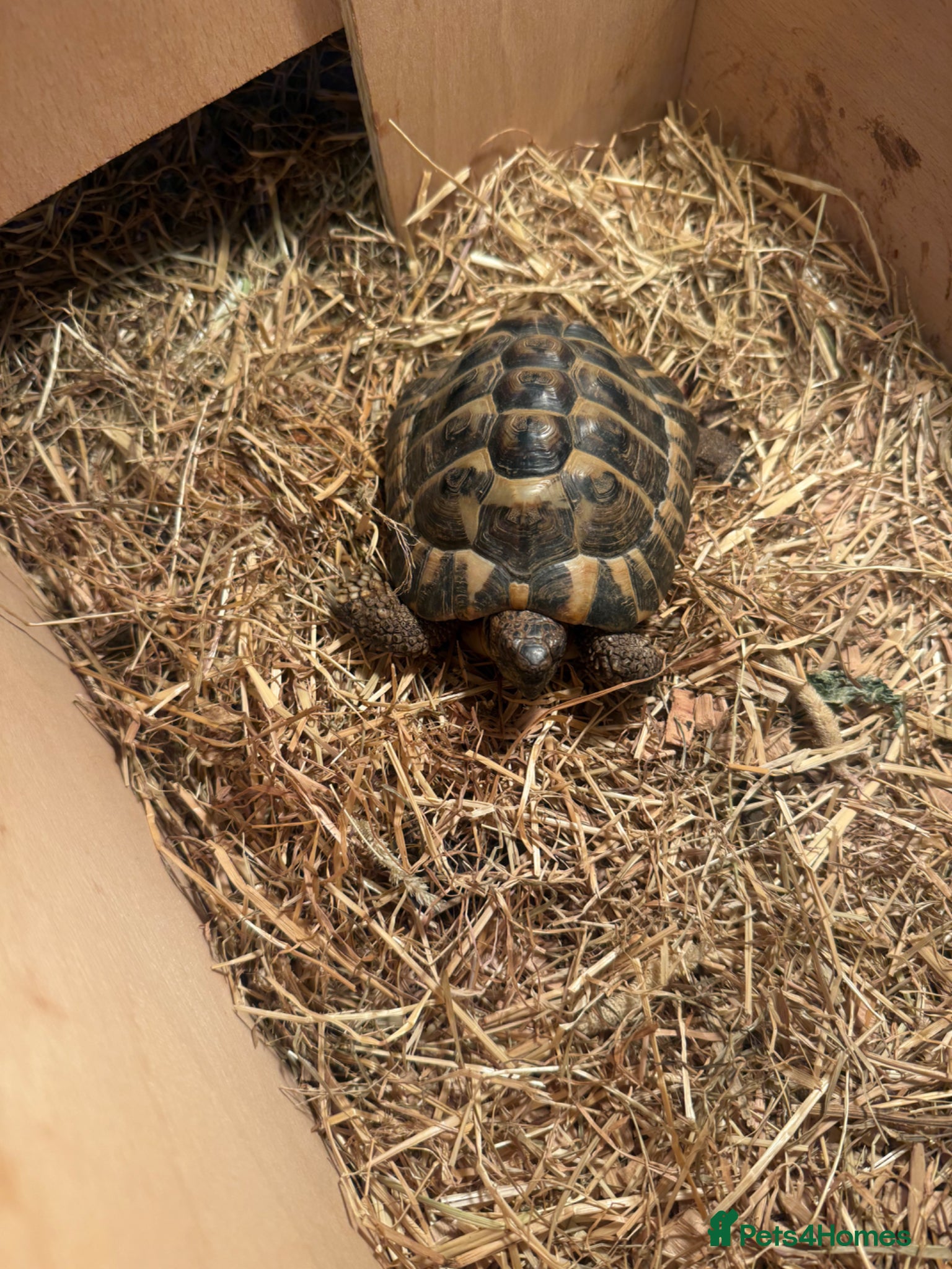 Tortoise reptiles Hermann Tortoise  - Advert 1