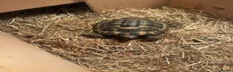 Tortoise reptiles for sale: Hermann Tortoise  in Lancaster - Advert 1