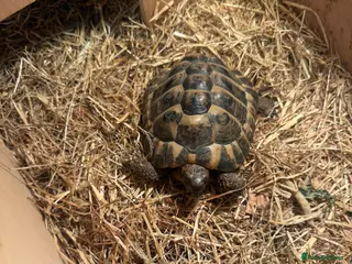 Tortoise reptiles Hermann Tortoise - Advert 2