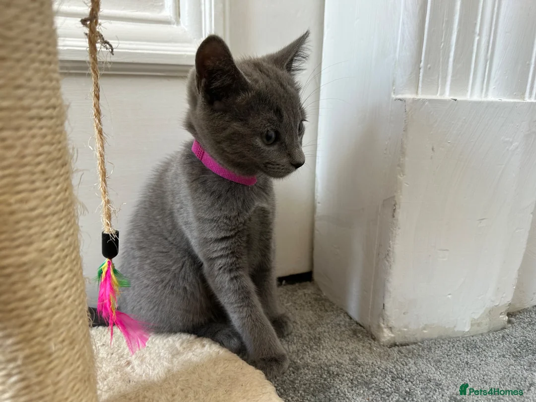 Russian Blue cats for sale: Russian Blue Kittens - Advert 2
