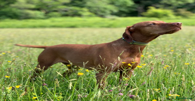 Hungarian Vizsla dogs Hungarian Vizsla Puppies - Advert 11