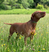 Hungarian Vizsla dogs Hungarian Vizsla Puppies - Advert 3