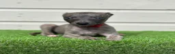 Whippet dogs for sale: Blue whippets  - Advert 25