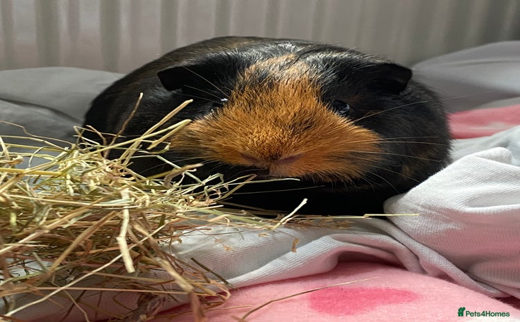Guinea Pig rodents - Advert 1