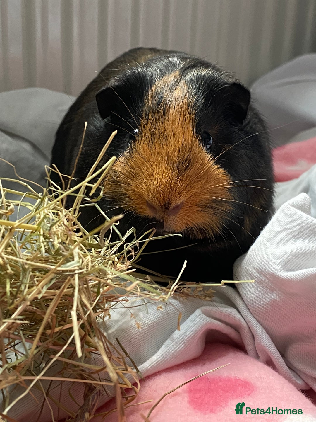 Guinea Pig rodents for sale: Guinea pigs 🐹 asap collection - Image 1
