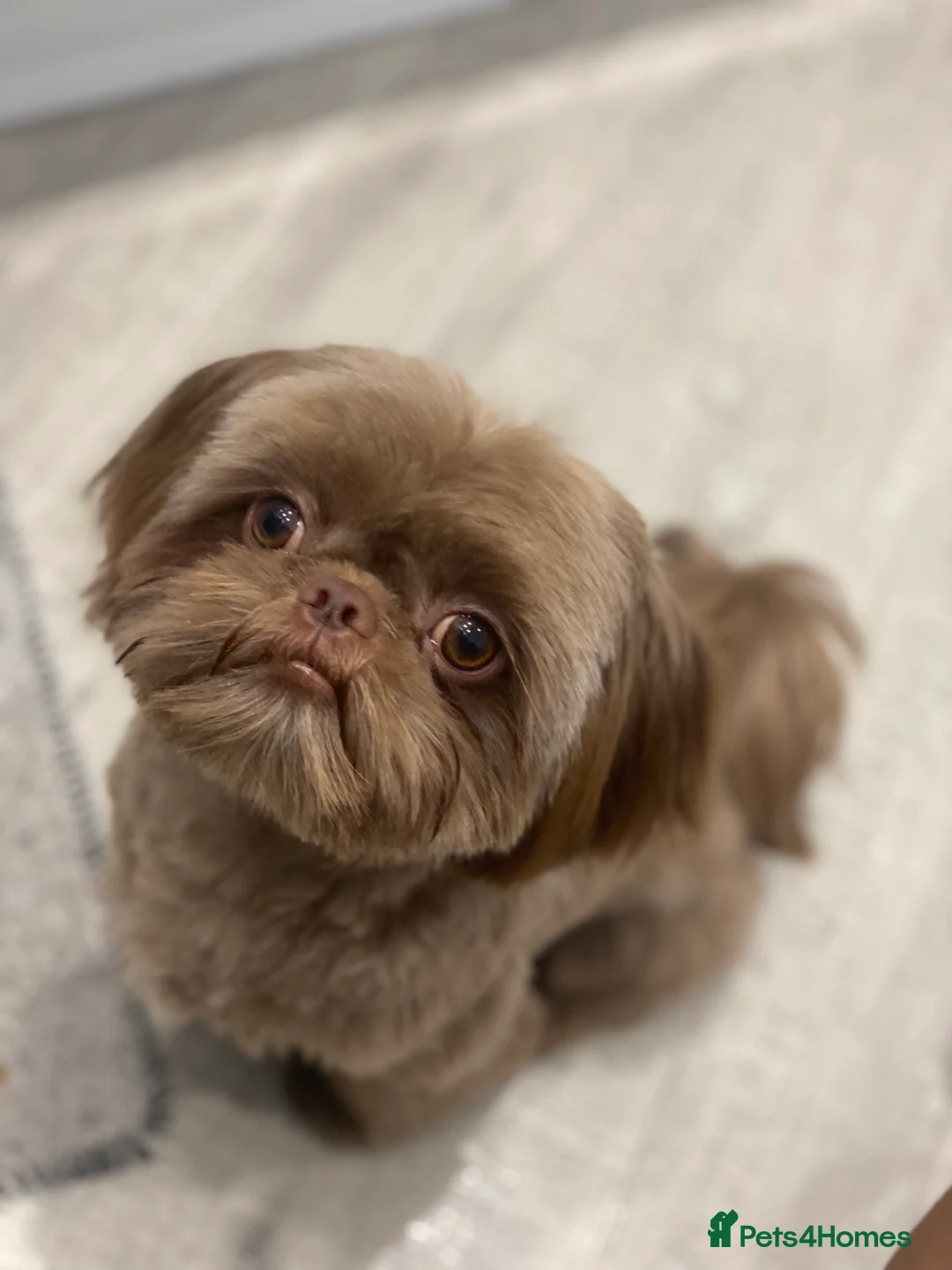 Shih Tzu dogs for stud: Chocolate Brown Imperial Shih Tzu Stud - Advert 8