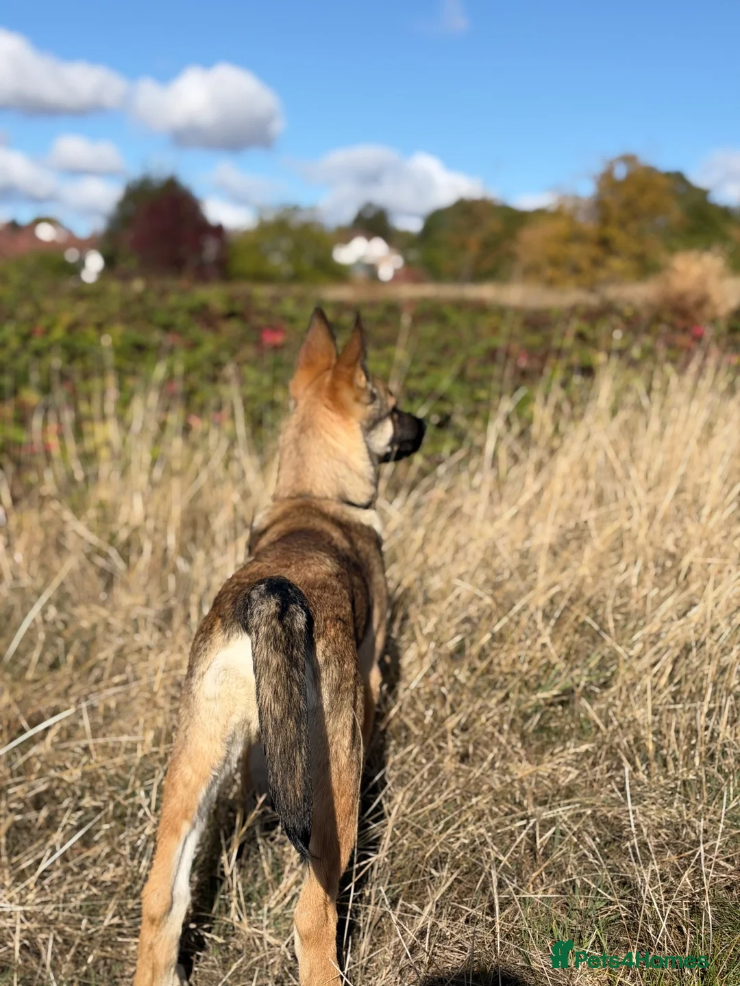 Mixed Breed dogs for sale: Incredible Malli x Husky male pup - Advert 4