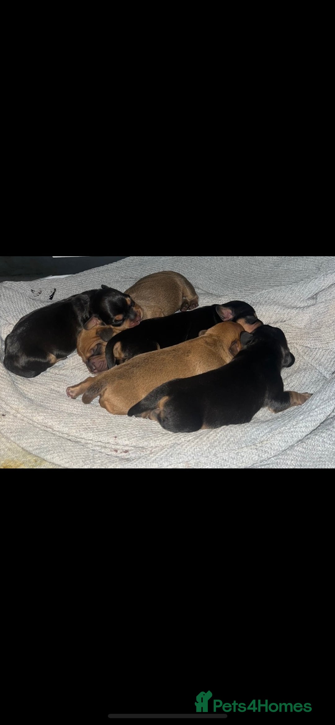 Mixed Breed dogs for sale: French bulldog/miniature daschund pups in West Malling - Image 5