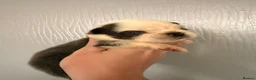 French Bulldog dogs for sale: Visual fluffy French bulldogs  - Advert 8